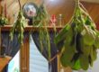 Ways to Dry and Store Herbs