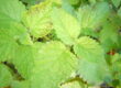 Lemon Balm as a medicinal herb