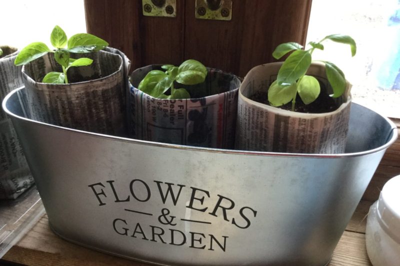 basil plants in recycled newspaper pots inside silver bucket