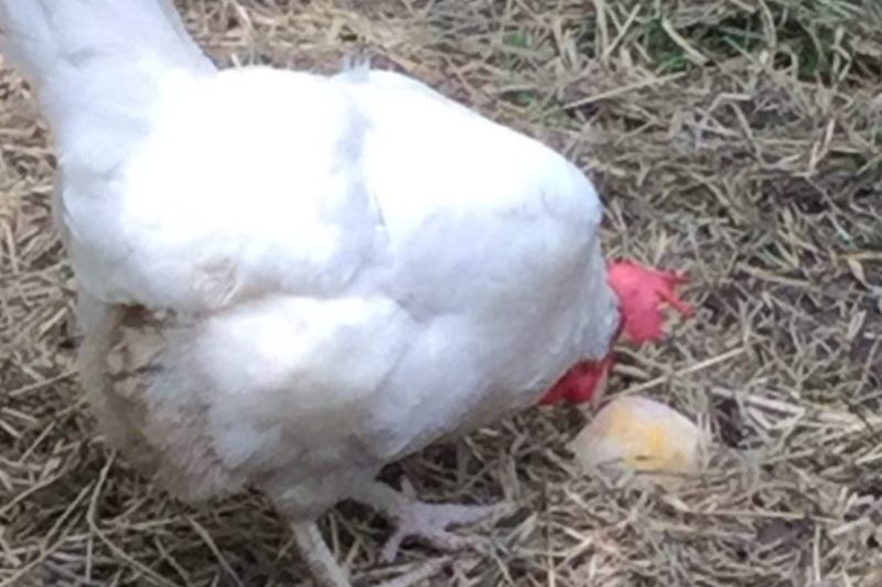 White chicken eating frozen treat