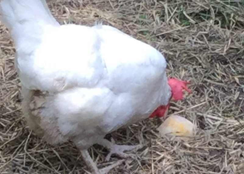 White chicken eating frozen treat