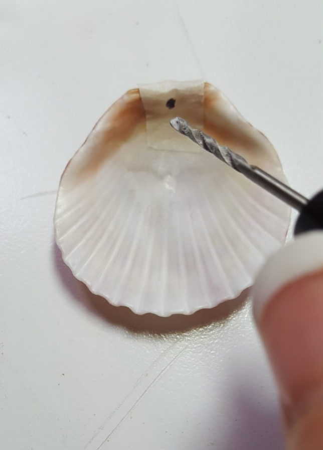 Drilling a seashell