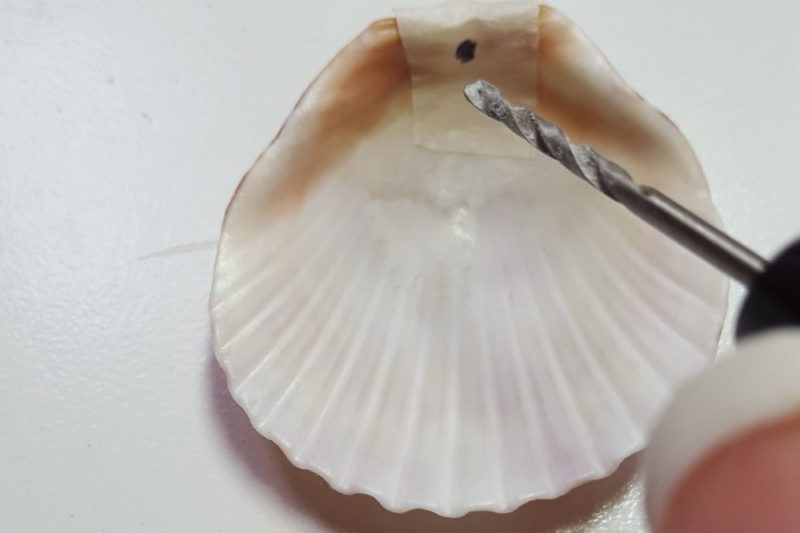Seashell and pen vise drill against white background