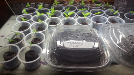 seed starting containers