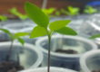 small seedling plant in plastic cup