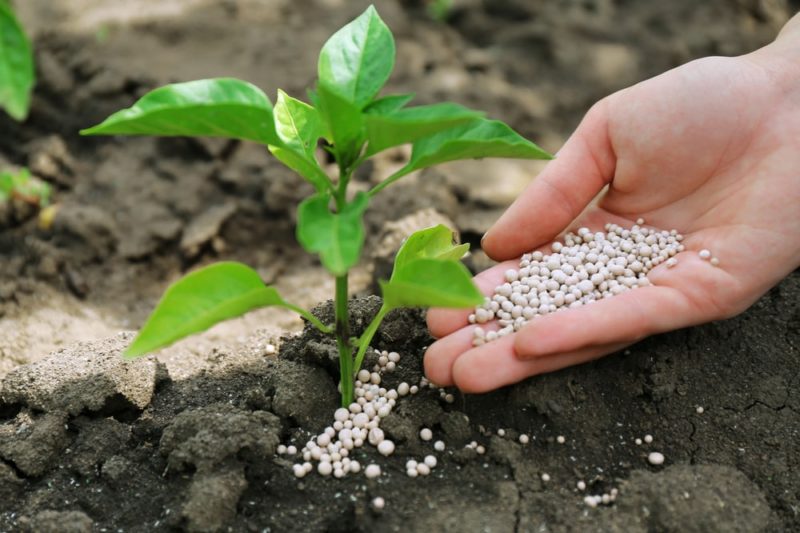 hand pouring fertilizer pellets around base of plant