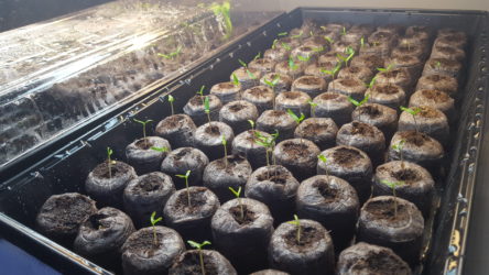 Seed Starting grow tray