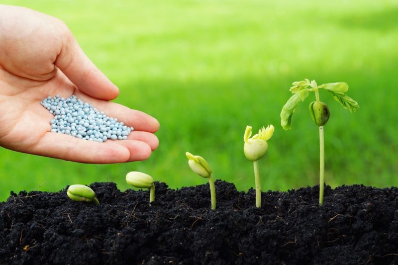 Hand adding fertilizer pellets to young seedlings