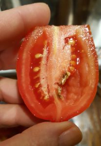 inside of tomato that has blossom end rot