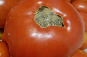 large tomato with blossom end rot