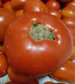 large tomato with blossom end rot