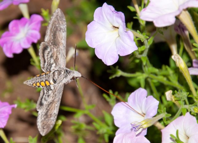 Adult Hawk moth gathering nectar from purple flowers