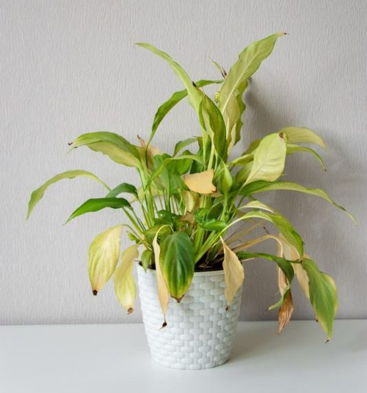 Plant in white pot with brown and yellow leaves