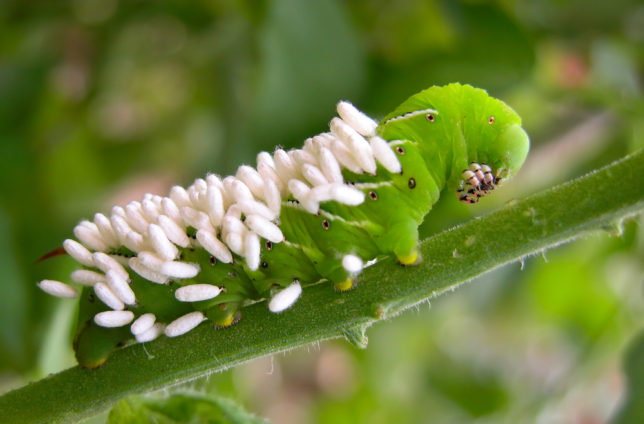Hornworm with wasp larva attached to it's body