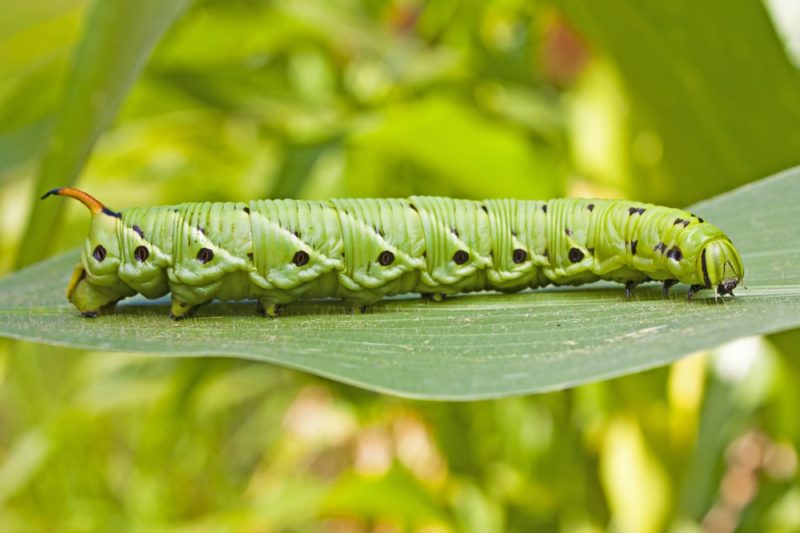 tomato hornworm on green leaf