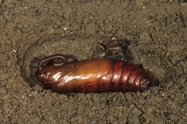 Brown Hornworm pupae in soil