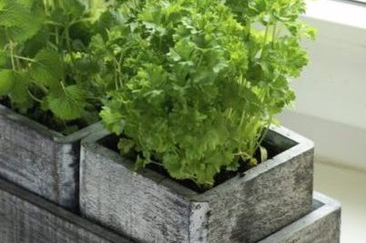 Herbs in gray planter boxes on white window sill