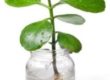 Plant with new roots in jar of water