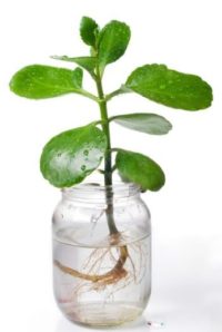 Plant with new roots in jar of water