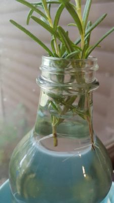 Propagated herb