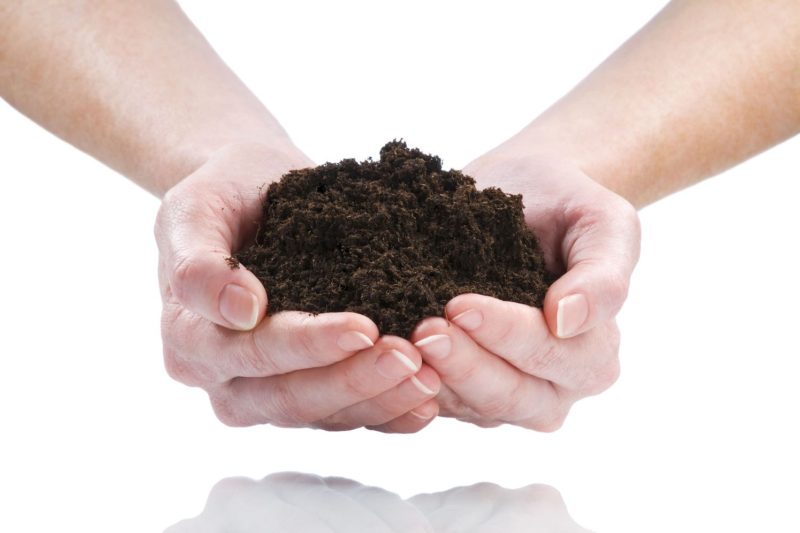 Hands holding dark soil