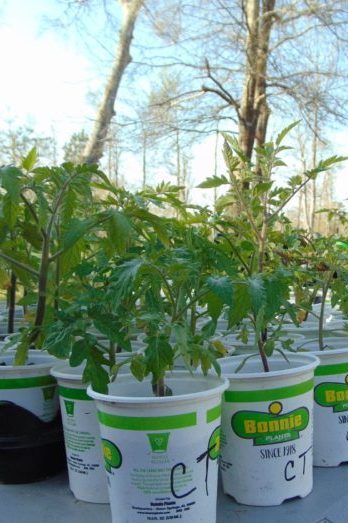 Plants in white pots on outside table