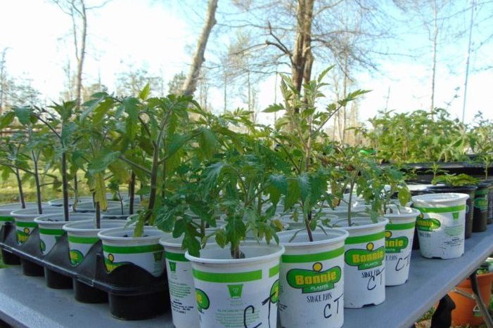 Plants in white pots on outside table