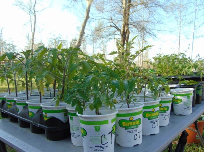 Plants in white pots on outside table