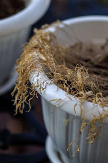 Dead plants in pots caused by damping off disease