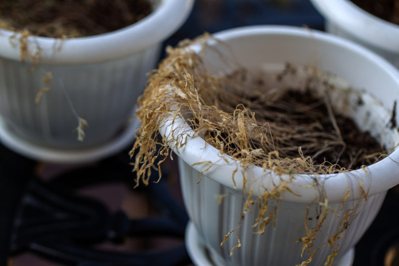 Dead plants in pots caused by damping off disease